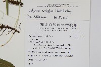 萊氏線蕨藏品圖，第2張