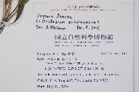 單葉雙蓋蕨藏品圖，第2張