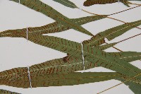 單葉雙蓋蕨藏品圖，第3張