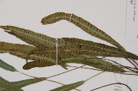 單葉雙蓋蕨藏品圖，第4張