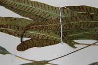 單葉雙蓋蕨藏品圖，第5張