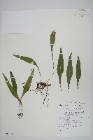 萊氏線蕨藏品圖，第1張