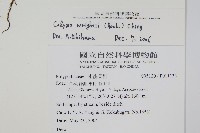 萊氏線蕨藏品圖，第2張