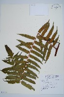 登錄號:P011136藏品圖，第1張