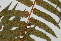 登錄號:P011136藏品圖，第3張