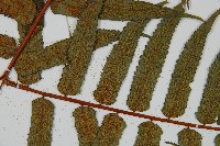 登錄號:P011136藏品圖，第4張