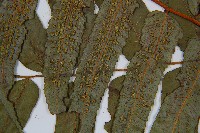 登錄號:P011136藏品圖，第5張