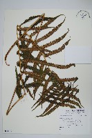 登錄號:P011139藏品圖，第1張