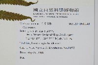 密毛毛蕨藏品圖，第2張