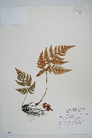 登錄號:P011141藏品圖，第1張