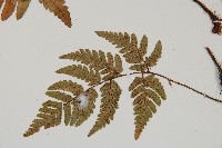 登錄號:P011141藏品圖，第4張