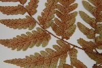 登錄號:P011141藏品圖，第5張