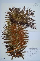 登錄號:P011143藏品圖，第1張