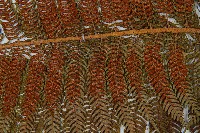 登錄號:P011143藏品圖，第4張