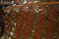 登錄號:P011143藏品圖，第5張