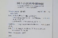 玉山卷柏藏品圖，第2張