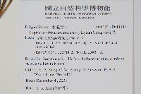 波氏星蕨藏品圖，第2張