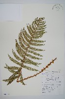 尖葉耳蕨藏品圖，第1張