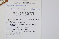 尖葉耳蕨藏品圖，第2張