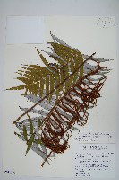 台灣瘤足蕨藏品圖，第1張