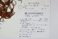 台灣瘤足蕨藏品圖，第2張