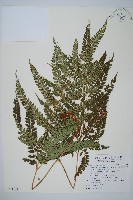 斜方複葉耳蕨藏品圖，第1張