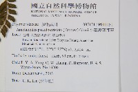 斜方複葉耳蕨藏品圖，第2張