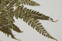 斜方複葉耳蕨藏品圖，第3張