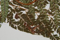 斜方複葉耳蕨藏品圖，第4張