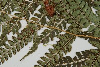 斜方複葉耳蕨藏品圖，第5張