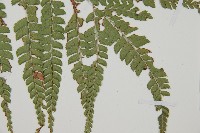 斜方複葉耳蕨藏品圖，第3張