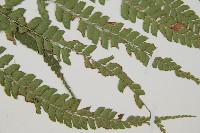 斜方複葉耳蕨藏品圖，第4張