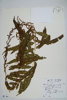 華中瘤足蕨藏品圖，第1張