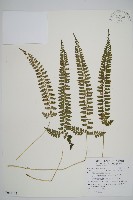 韓氏耳蕨藏品圖，第1張