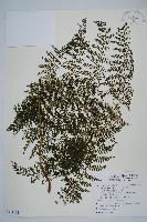 稀子蕨藏品圖，第1張