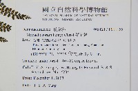 稀子蕨藏品圖，第2張