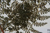 稀子蕨藏品圖，第3張