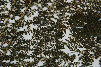 稀子蕨藏品圖，第4張