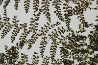 稀子蕨藏品圖，第5張