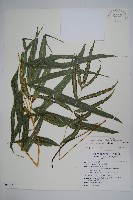 大葉鳳尾蕨藏品圖，第1張