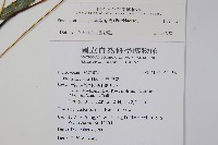 大葉鳳尾蕨藏品圖，第2張