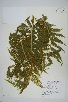 瓦氏鳳尾蕨藏品圖，第1張