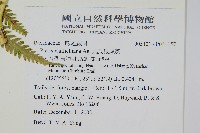 瓦氏鳳尾蕨藏品圖，第2張