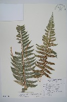 鐮葉耳蕨藏品圖，第1張