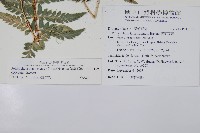 鐮葉耳蕨藏品圖，第2張