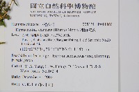 刺柄碗蕨藏品圖，第2張