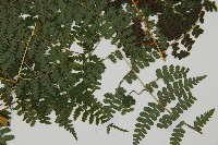 刺柄碗蕨藏品圖，第3張