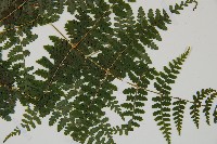 刺柄碗蕨藏品圖，第4張