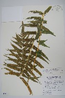 大葉毛蕨藏品圖，第1張