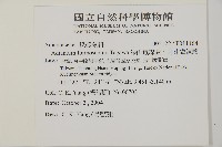 深山鐵線蕨、月芽鐵線蕨藏品圖，第2張